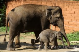 Bayi Gajah Sumatra