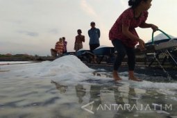 Garam Krosok Petani Probolinggo Naik Dampak Musim Hujan