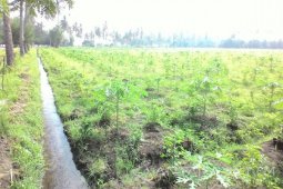 Perusda Perkebunan Banongan Situbondo Kembangkan Agrowisata