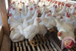 Konsumsi Daging Kaltim Didominasi Ayam Broiler