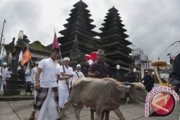 Pengungsi Gunung Agung bolak balik urus ternak