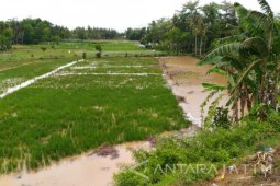 Lahan Pertanian di Jember Tergenang Air Akibat Tanggul Jebol
