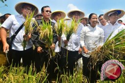 Mentan luncurkan asuransi sawah dan sapi hindarkan petani dari kerugian