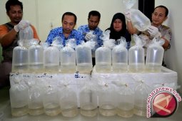 Polisi Sukabumi Sita Ribuan Benur Lobster Ilegal