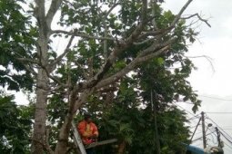 DPKP Tangani Lima Laporan Pohon Rawan Tumbang