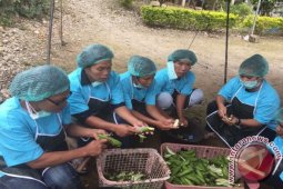 TPL Latih Masyarakat Tobasa Produksi Keripik Pisang