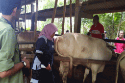 Peneliti IPB Temukan Teknik Deteksi Kebuntingan Dini Pada Sapi Perah
