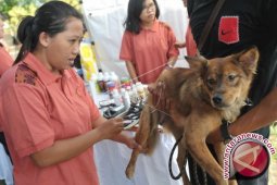 DKP3 Banjarbaru Tangani Dua Kasus Positif Rabies