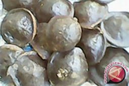 Produksi jengkol di Abdya melimpah harga turun