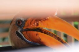 Penyeludupan Burung Rangkong