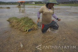Petani Kabupaten Gresik lakukan panen dini akibat banjir