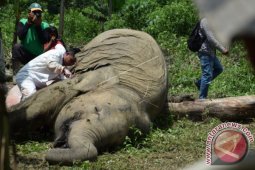 Pengambilan Sampel Gajah Mati