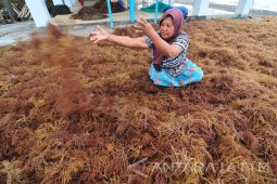 Produksi Rumput Laut Menurun