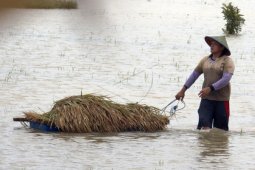Panen Akibat Banjir