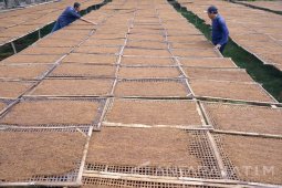 Harga Tembakau Terdampak Cuaca