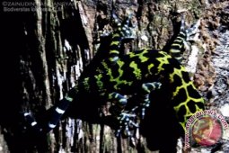 Biodiversitas Temukan Binatang Amphibi