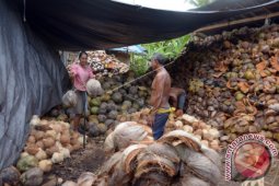 Petani Kelapa Kering Zona Merah Gunung Agung
