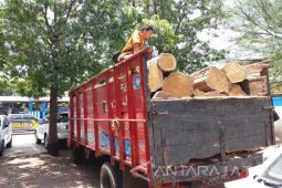 Dua Oknum Perhutani di Situbondo Terlibat Kasus Pembalakan Liar