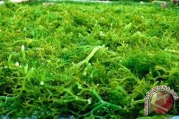 Peneliti IPB Produksi Nanopigmen dari Rumput Laut untuk Pewarna Alami Sel Surya