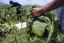 Harga Tembakau Turun