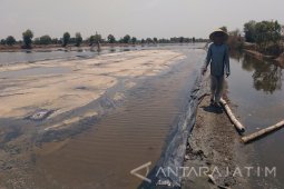Petani Garam Sidoarjo Merugi Akibat Guyuran Hujan