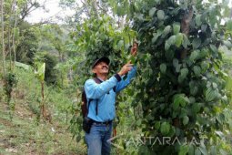 Tanaman Lada Dikembangkan Kelompok Tani di Kecamatan Krucil Probolinggo