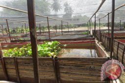 Desa Walatung  Sentra  Ikan Betok