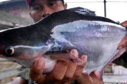 Peneliti IPB Matangkan Gonad Ikan Patin Dengan Cabe Jawa