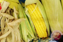 Peneliti IPB Rancang Plastik Biodegradable Berbahan Dasar Klobot Jagung