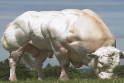Menanti kehadiran sapi 'berotot' belgian blue