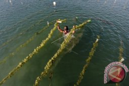 Pembibitan Rumput Laut