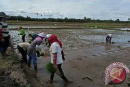 Baru 30 Hektare Sawah Mukomuko Ditanami Padi
