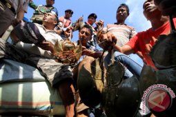 Lanal Lhokseumawe tangkap penyelundup hewan dilindungi