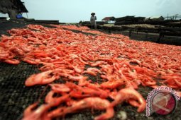 Minim Pasokan Udang Global