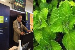 Konsumsi Daun Torbangun Tingkatkan Produksi ASI