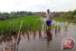 22 Hektare Sawah di Desa Malik Terendam Banjir