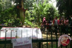 Hore...Bunga Bangkai Dalam Pot Pertama Berhasil Mekar (Video)