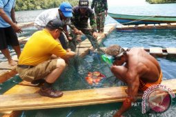 272 Keramba "Emas Biru" Tersebar di Maluku-Maluku Utara