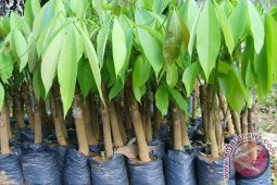 Batanghari peroleh bantuan replanting kebun karet.