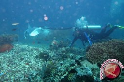 Indonesia dinobatkan sebagai wisata menyelam terbaik di dunia