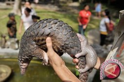 Malaysia gagalkan penyelundupan 140 trenggiling
