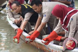 Ribuan Kepiting Hasil Pencegahan Penyeludupan Dilepasliarkan