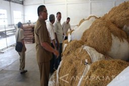 7.000 Hektare Luasan Realisasi Tanam Tembakau di Kabupaten Probolinggo