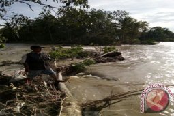 Ratusan Hektare Sawah Terancam Puso