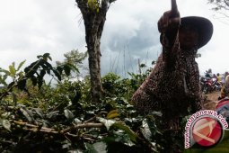 Wagub Jambi dukung petani kembangkan kopi Kerinci