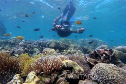 Serunya Bersnorkeling di Pulau Gili Ketapang Probolinggo (Video)