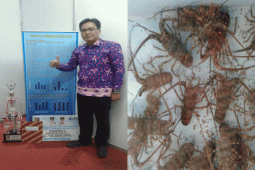 Teliti Lobster, Calon Doktor Akuakultur IPB Juara Di Lomba Inovasi Daerah