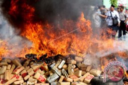 Polisi Bakar 243 Kilogram Ganja