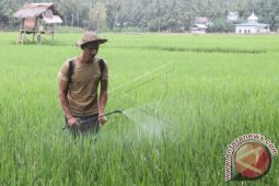 21 Hektare  Padi Diserang Hama