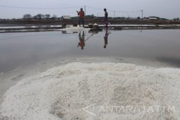 Musim Hujan Datang, Petani Garam di Probolinggo Berhenti Produksi